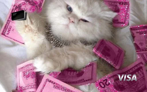 money cat gato