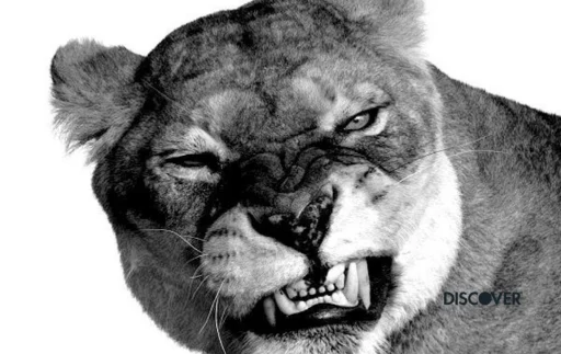 lion — John Deep 分享的卡面