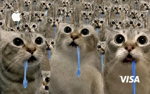 Dumb Cats
