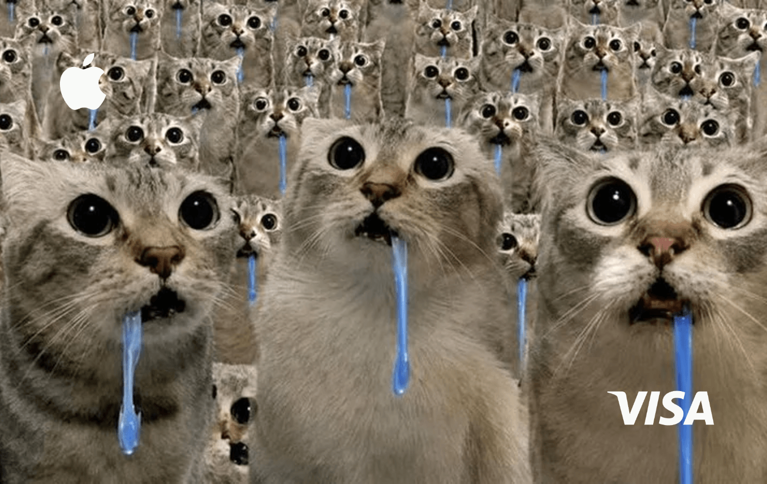 Dumb Cats