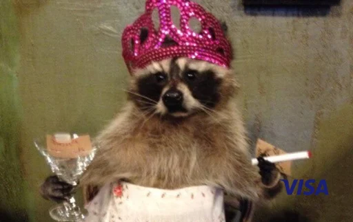 meme racoon mapache
