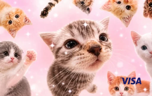 cats gatos