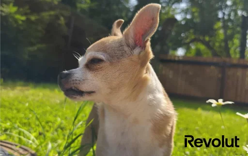 Dawg — Riko Roossaar · Kartenbild