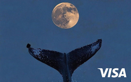 whale at night — Ari Eden · Diseño de tarjeta