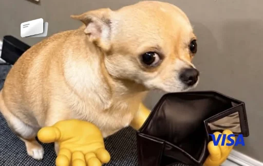 no money dog
