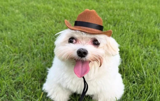 cool dog